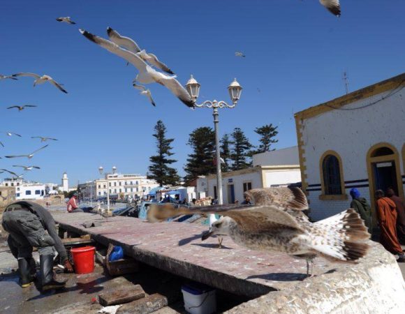 1 Day Essaouira