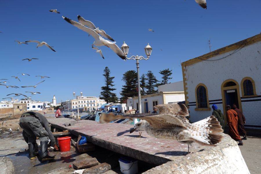 1 Day Essaouira