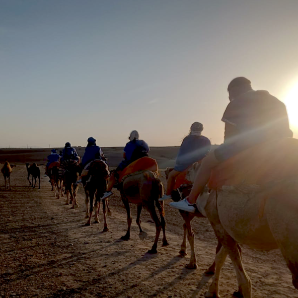 Camel Ride in Agafay